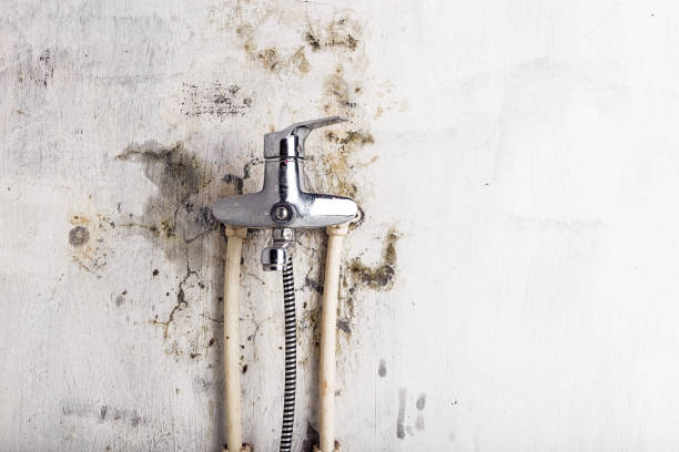 Best Mold Remediation  in Jamestown, TN