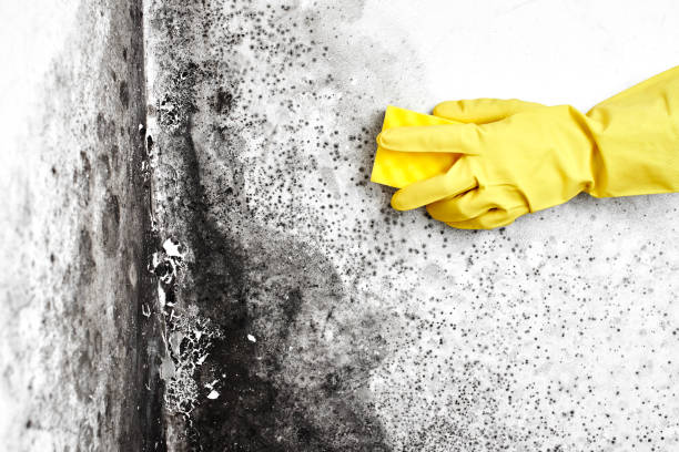 Certified Mold Removal in Jamestown, TN