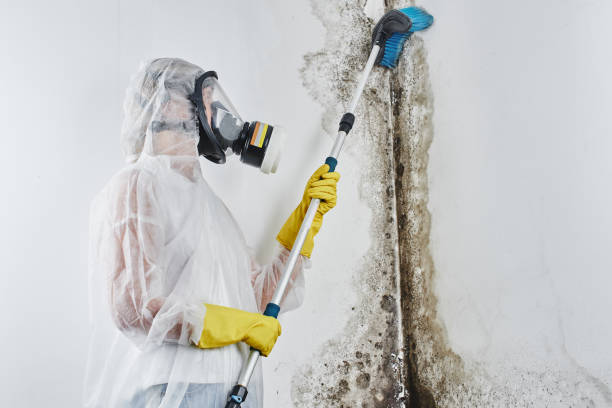 Best Mold Removal Process  in Jamestown, TN