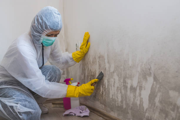 Best Local Mold Removal Service  in Jamestown, TN
