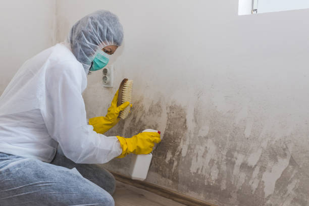 Best Commercial Mold Removal  in Jamestown, TN