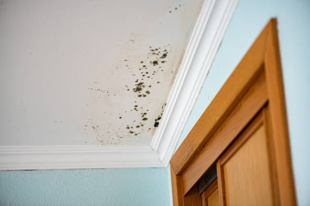 Best Attic Mold Removal  in Jamestown, TN