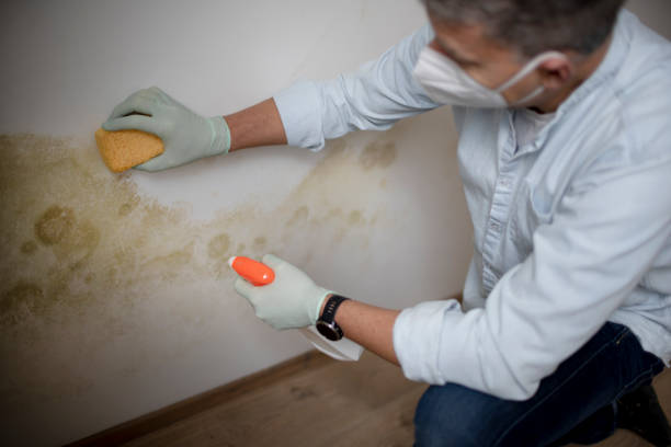 Best Certified Mold Removal  in Jamestown, TN