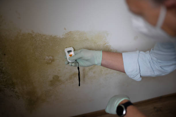 Best Mold Testing and Removal  in Jamestown, TN