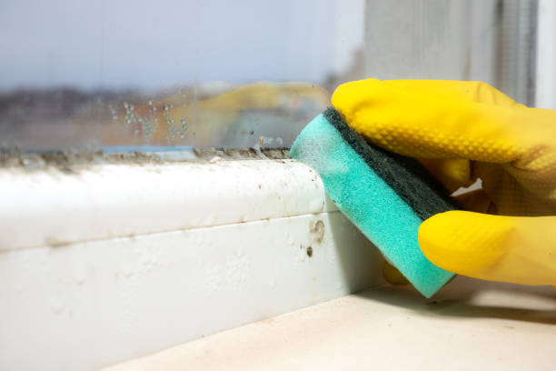 Best Best Mold Removal Companies  in Jamestown, TN