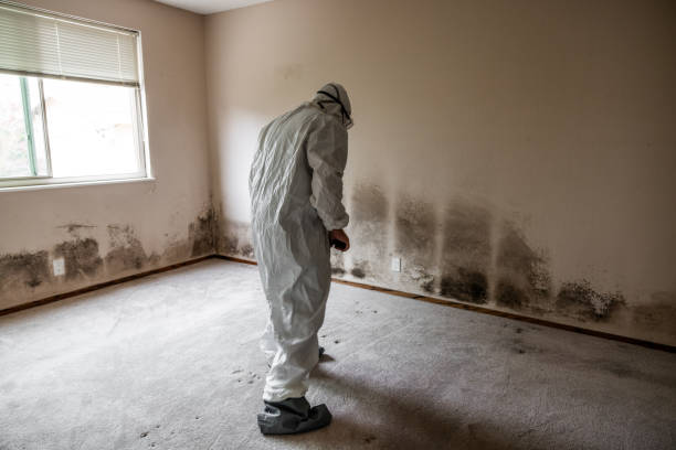 Best Home Mold Removal  in Jamestown, TN