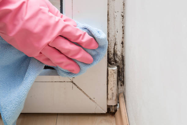 Mold Removal and Inspection in Jamestown, TN