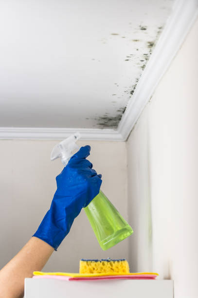 Best Attic Mold Removal  in Jamestown, TN